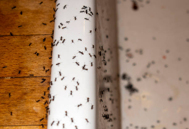 Best Local Pest Control Services  in Elkhorn, WI
