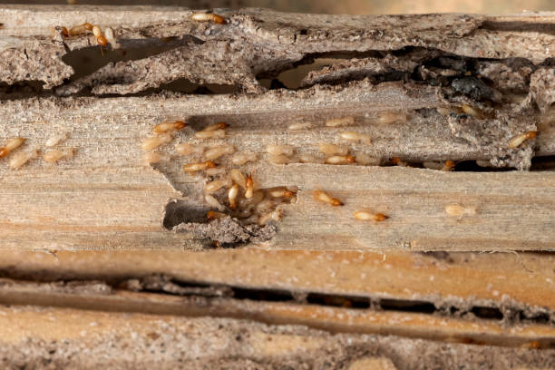Best Emergency Pest Control  in Elkhorn, WI
